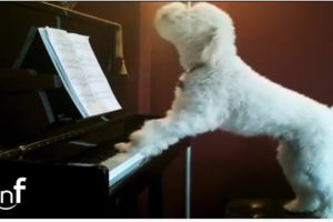 Dog Plays Piano and Sings