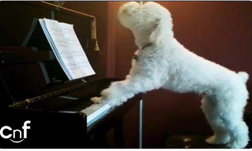 Dog Plays Piano and Sings