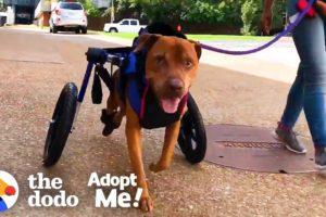 Dog Rescued From Under an Abandoned House| The Dodo Adopt Me!