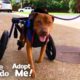 Dog Rescued From Under an Abandoned House| The Dodo Adopt Me!