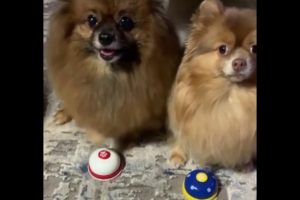 Dog Rings Bell - Cute Puppies - Funny Dogs