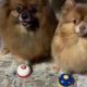 Dog Rings Bell - Cute Puppies - Funny Dogs
