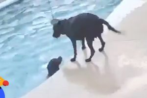 Dog Saves Dog in Pool CAUGHT ON CAMERA | The Dodo