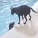 Dog Saves Dog in Pool CAUGHT ON CAMERA | The Dodo