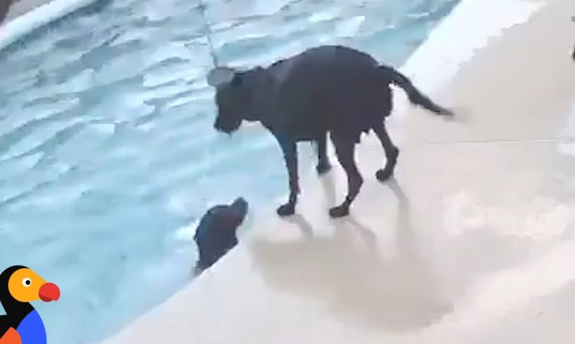 Dog Saves Dog in Pool CAUGHT ON CAMERA | The Dodo