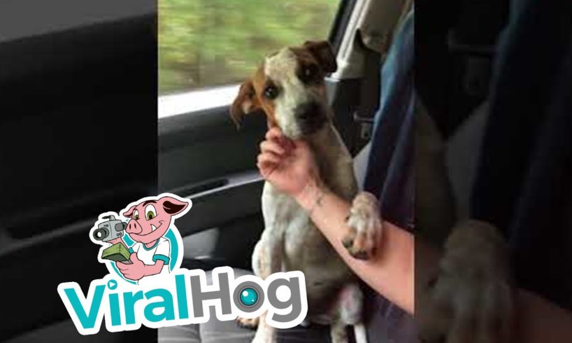 Dog Shows Gratitude After Being Rescued || ViralHog