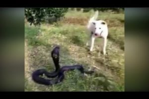 Dog vs Snake - Amazing Animal Fights | Lần Đầu Channel