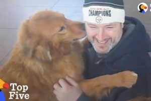 Dogs Reunited With Their Families | The Dodo Top 5