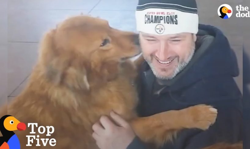 Dogs Reunited With Their Families | The Dodo Top 5