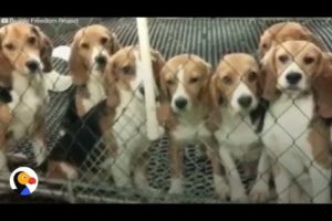 Dogs Tested On In Labs Get A Second Chance | The Dodo