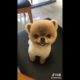 Dogs of Tik Tok - Cute Puppies Compilation ?