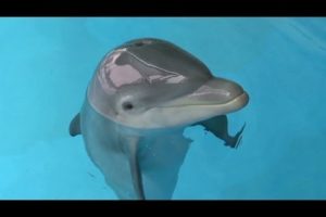Dolphin reunited with family who rescued ailing animal