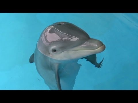 Dolphin reunited with family who rescued ailing animal