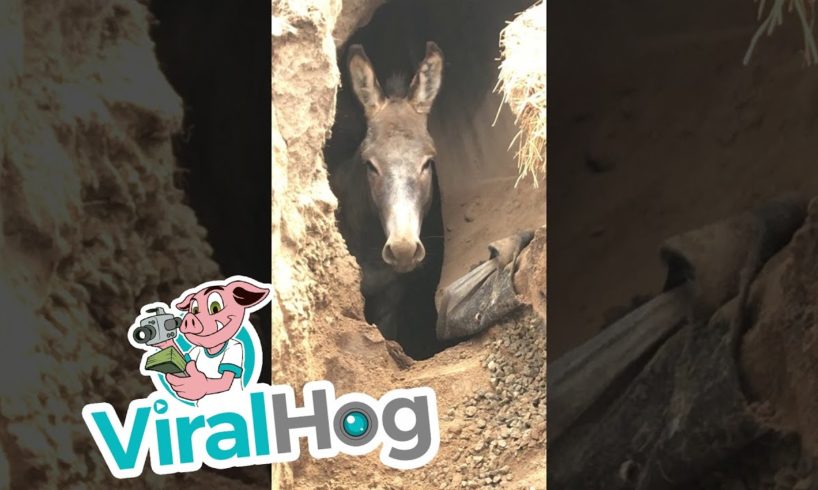 Donkey Rescued from Sinkhole || ViralHog