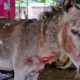 Donkey mangled by speeding rickshaw, saved