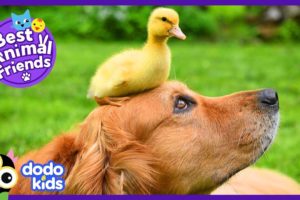 Dude The Dog Goes Swimming With Baby Ducks | Animal Videos For Kids | Dodo Kids: Best Animal Friends