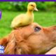 Dude The Dog Goes Swimming With Baby Ducks | Animal Videos For Kids | Dodo Kids: Best Animal Friends