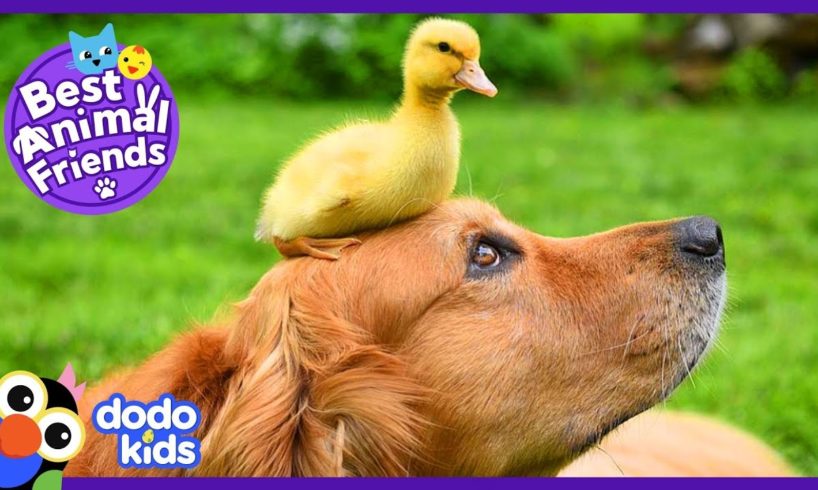 Dude The Dog Goes Swimming With Baby Ducks | Animal Videos For Kids | Dodo Kids: Best Animal Friends