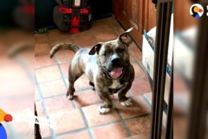Dwarf Pit Bull Doesn't Look Like Anyone Else In The World  | The Dodo Pittie Nation