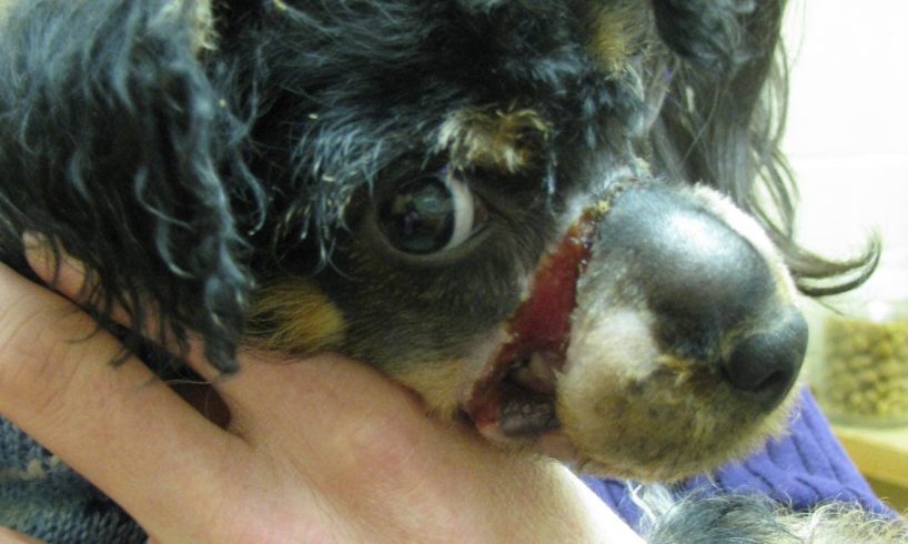 Dying puppy found in a frozen box is rescued
