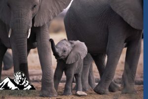 Elephant Calf stuck in hole Rescued | Animals Gone Wild