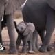 Elephant Calf stuck in hole Rescued | Animals Gone Wild