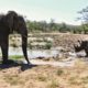 Elephant  Vs 5 Rhino Kruger Park Animal Fights