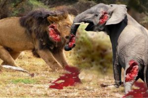 Elephant Vs Lions Attack Animal Fights Compilation 2016 - Lion vs Elephant Attack – Prin