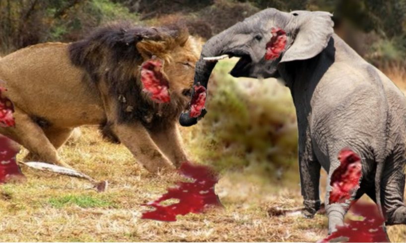 Elephant Vs Lions Attack Animal Fights Compilation 2016 - Lion vs Elephant Attack – Prin