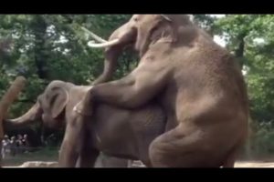 Elephant really loves in public and play fun /Animals mating&breeding