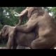 Elephant really loves in public and play fun /Animals mating&breeding