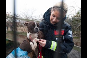 Emaciated Dog Rescued from a Puppy Mill