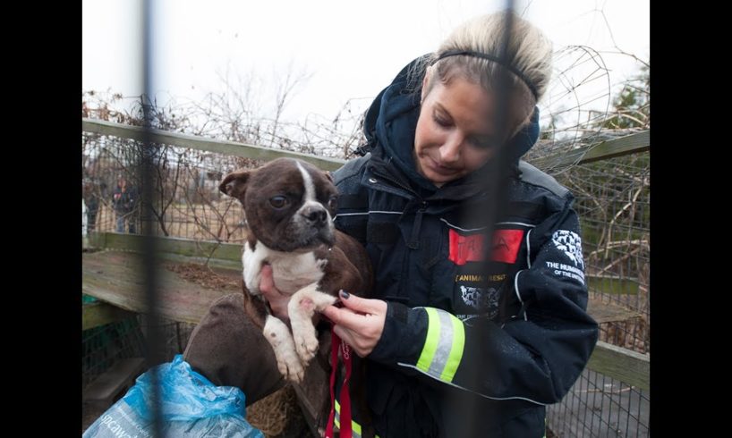 Emaciated Dog Rescued from a Puppy Mill