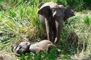 Emergency Rescue Operation To Save A Baby Elephant