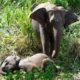 Emergency Rescue Operation To Save A Baby Elephant