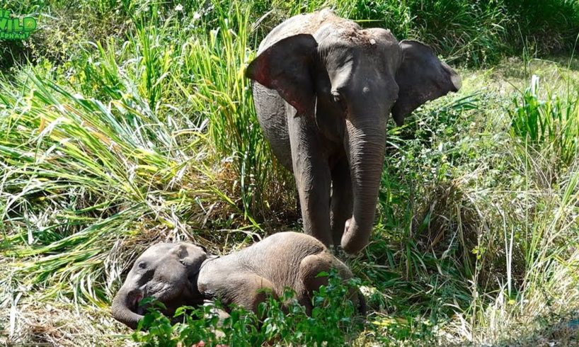 Emergency Rescue Operation To Save A Baby Elephant
