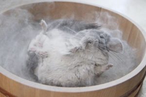 Epic Chinchilla Dust Bath in 4k Ultra High Definition!