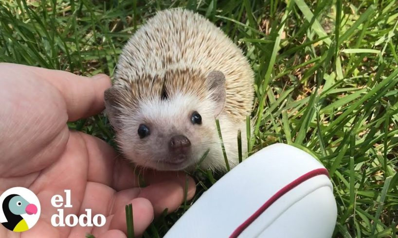 Este pequeño erizo ama las caricias | El Dodo