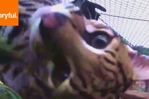 Excited Ocelot Lovingly Attacks Camera (Storyful, Wild Animals)