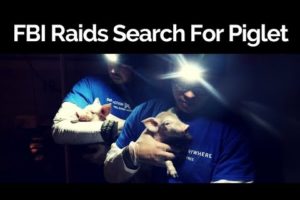 FBI Raids Animal Shelters Searching for Rescued Piglets