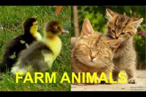 FOR KIDS: Baby animals on the farm, with their natural sounds - cute foals, chicks, calfs, piglets