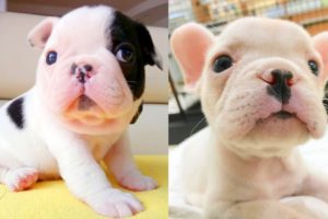 FRENCH BULLDOG PUPPIES | Funny and Cute French Bulldog Puppies Compilation # 13 | Cute pets