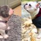 FRENCH BULLDOGS! Cute and Funny French Bulldogs doing funny things # 16 |Cute Pets