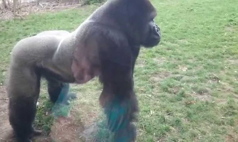 FULL VERSION  When a Silverback attacks.