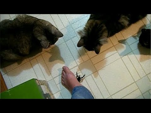 FUNNIEST CLIPS of CATS, DOGS and other animals - LAUGHING GUARANTEED!