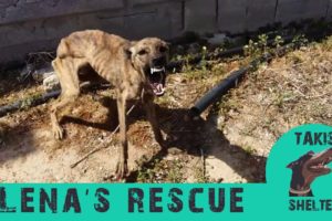 Fearful, aggresive dog close to dying transforms to sweet and loving -  Lena's story - Takis shelter