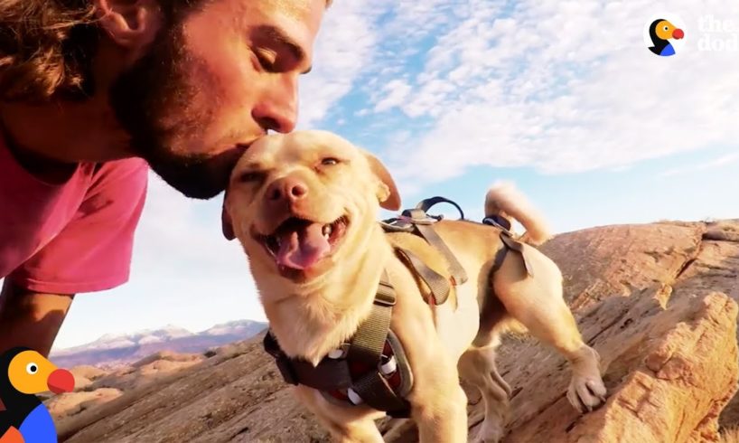Fearless Rescue Dog Jumps Off Cliffs With His Dad | The Dodo