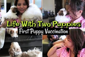 First Puppy Vaccination | Life With Two Puppies | Puppy Vet Visit Vlog