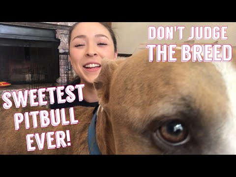 Fostering A Pitbull | Don't Judge The Breed | Peace Love Rescue