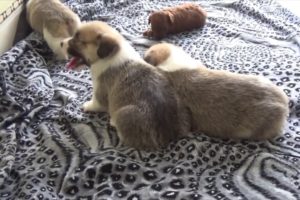 Four Cute Puppies Doing Funny Things - Cutest Dogs #6
